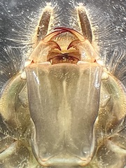 Stylurus scudderi