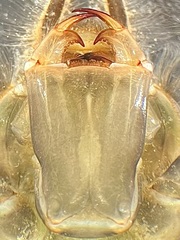 Stylurus scudderi