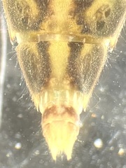 Stylurus scudderi