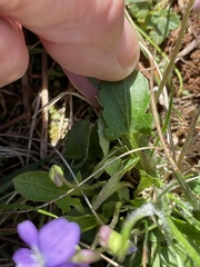 Viola emarginata