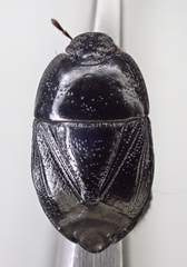 Pangaeus tuberculipes