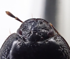 Pangaeus tuberculipes