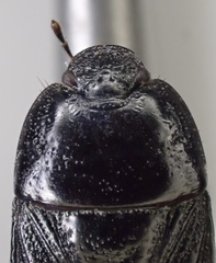 Pangaeus tuberculipes
