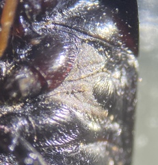 Pangaeus tuberculipes