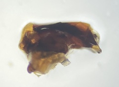 Pangaeus tuberculipes