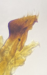 Pangaeus tuberculipes