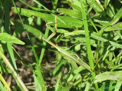 Coptopteryx argentina