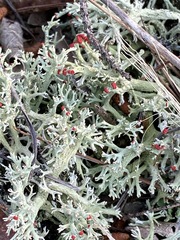 Cladonia leporina