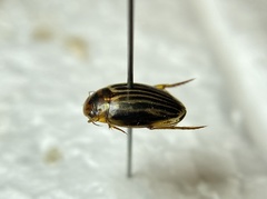 Agabus disintegratus