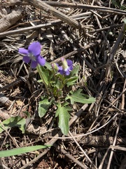 Viola emarginata