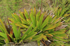 Vriesea macrostachya