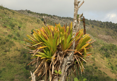 Vriesea macrostachya