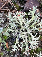 Cladonia leporina