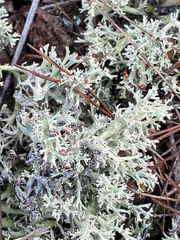 Cladonia leporina