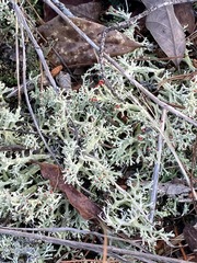 Cladonia leporina