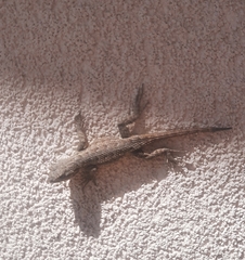 Sceloporus occidentalis
