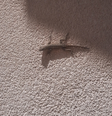 Sceloporus occidentalis