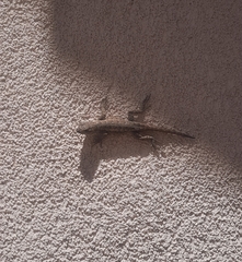 Sceloporus occidentalis