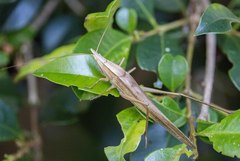 Pseudorhynchus mimeticus