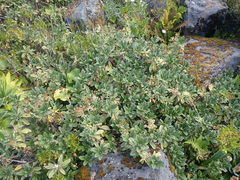 Brachyglottis revoluta