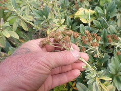 Brachyglottis revoluta