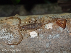 Centruroides barbudensis