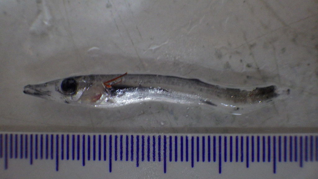 Duckbill Barracudina