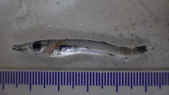 Duckbill Barracudina photo 5