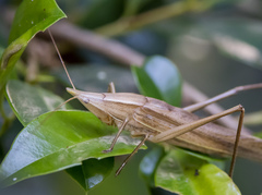 Pseudorhynchus mimeticus