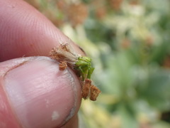 Brachyglottis revoluta