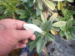 Brachyglottis revoluta