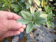 Brachyglottis revoluta