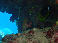 Cephalopholis urodeta