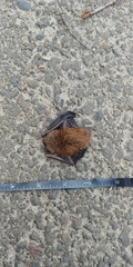 Myotis
