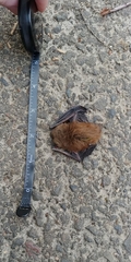 Myotis