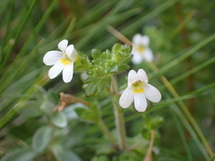 Euphrasia australis