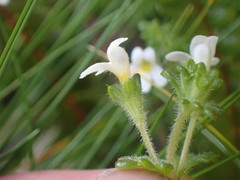 Euphrasia australis