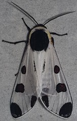 Dysschema boisduvallii