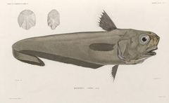 Roundnose Grenadier photo 2