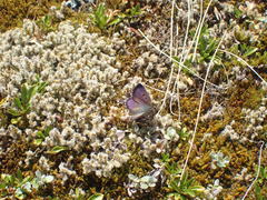 Lycaena caerulea