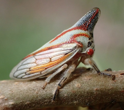 Oak Treehopper photo 4