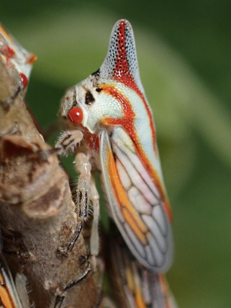 Oak Treehopper