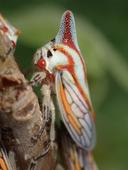 Oak Treehopper