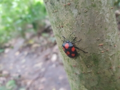 Brachystethus rubromaculatus
