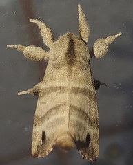 Olceclostera truncata