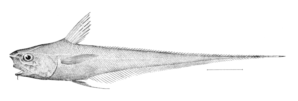 Carapine Grenadier