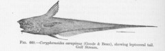 Carapine Grenadier photo 2
