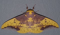 Eacles imperialis cacicus
