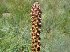 Disa versicolor
