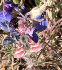 Schinia pulchripennis